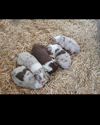 Cuccioli di cane di pastori Australiano
