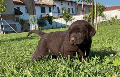 Cuccioli Labrador