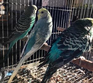 Papagallini ondulati