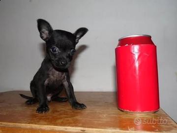 Chihuahua toy total nero