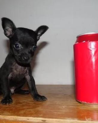 Chihuahua toy total nero