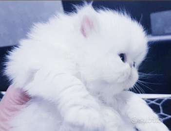 Gattina persiana ipertipica bianca