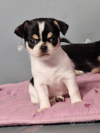 Chihuahua femmina pelo corto