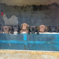 Cuccioli cane corso