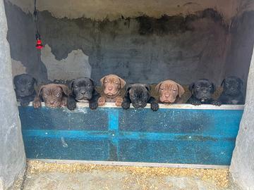 Cuccioli cane corso