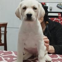 Cuccioli Labrador alta genealogia