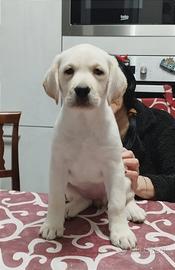 Cuccioli Labrador alta genealogia