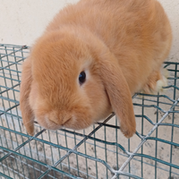 Conighietti nani milip