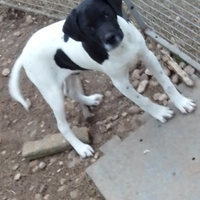 Bracchi pointer