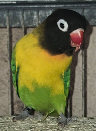 Pappagalli inseparabili allevati a mano