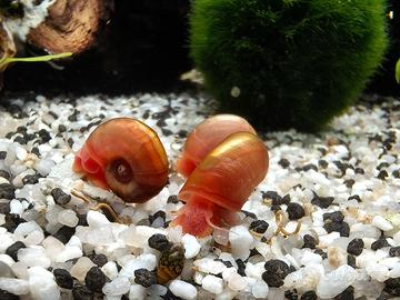 Lumaca Planorbarius corneus Pink/red