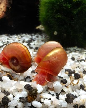 Lumaca Planorbarius corneus Pink/red