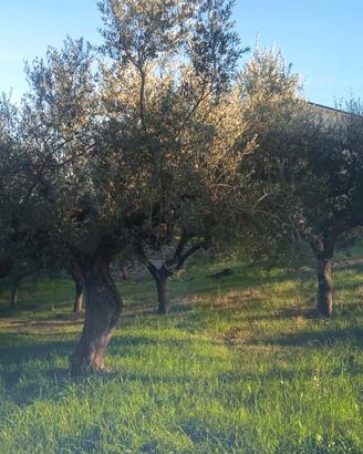 Terreno agricolo