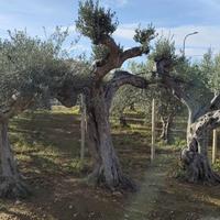 alberi ornamentali secolari