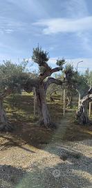 alberi ornamentali secolari