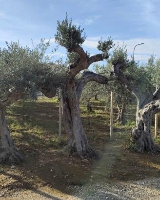 alberi ornamentali secolari