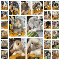 Cuccioli coniglio ariete nano e minilop