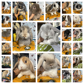 Cuccioli coniglio ariete nano e minilop