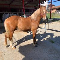 Cavallo razza appeninica