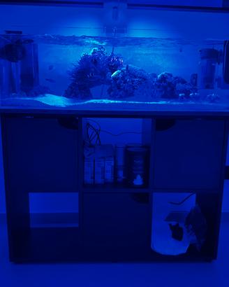 Acquario marino