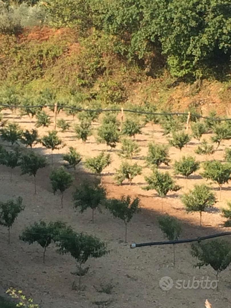 Terreno agricolo - Vista 4