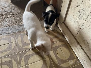 Jack russell
