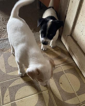 Jack russell