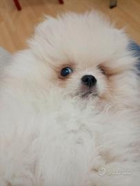 Volpino di Pomerania