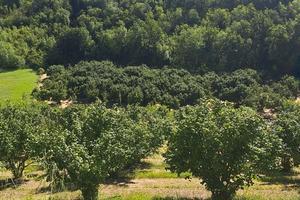 Terreno con noccioleto, pascolo e bosco