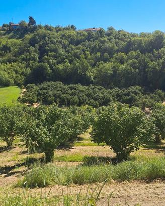 Terreno con noccioleto, pascolo e bosco