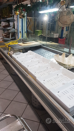 Bancone mostra Pescheria