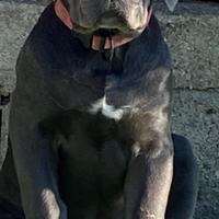 Cucciola di cane corso