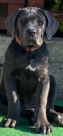 Cucciola di cane corso
