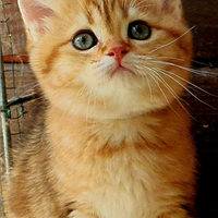 Ultime due gattine di razza