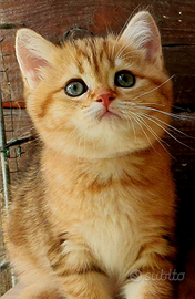 Ultime due gattine di razza