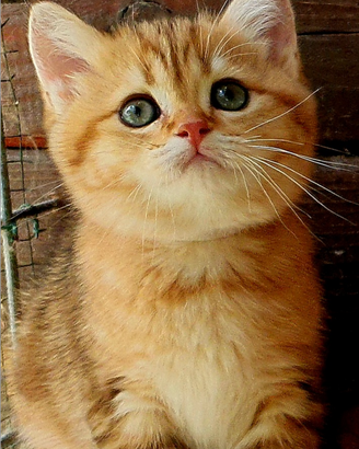 Ultime due gattine di razza