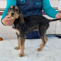 Cucciola segugia pelo forte