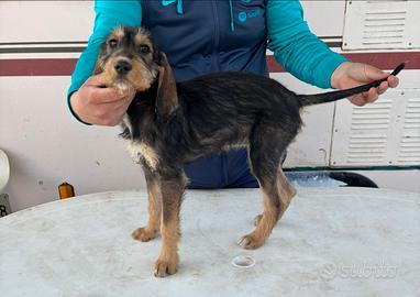 Cucciola segugia pelo forte