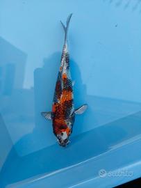 Carpa koi Showa GinRin