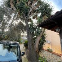 Pianta ornamentale per in grande giardino