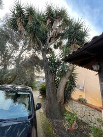 Pianta ornamentale per in grande giardino