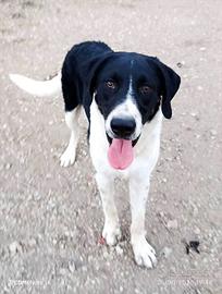 Cane cucciolo in adozione