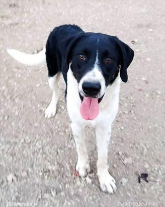 Cane cucciolo in adozione