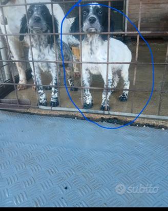 setter inglese 