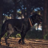 Labrador Maschio per accoppiamento