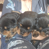 Cuccioli rottweiler