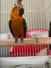 Giovani pappagalli allevati a mano