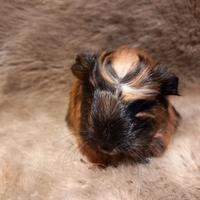 Cuccioli Cavie di razza Coronet e Sheltie