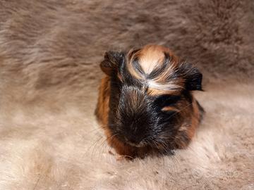 Cuccioli Cavie di razza Coronet e Sheltie