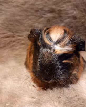 Cuccioli Cavie di razza Coronet e Sheltie